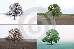 Abstract image of lonely tree in winter without leaves on snow, tree in spring on grass, tree in summer on grass with green foliag