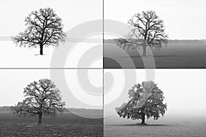 Abstract image of lonely tree in winter without leaves on snow, tree in spring on grass, tree in summer on grass