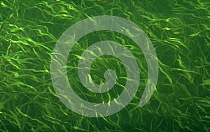Abstract image of lush green algae. Underwater abstract background.