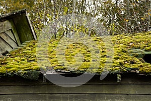 Old Wooden Rooftop Covered in Thick Green Moss