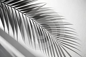 Abstract shadow black white palm leaf shadow on a white wall Background. Blank copy space photo