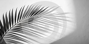 Abstract shadow black white palm leaf shadow on a white wall Background. Blank copy space photo