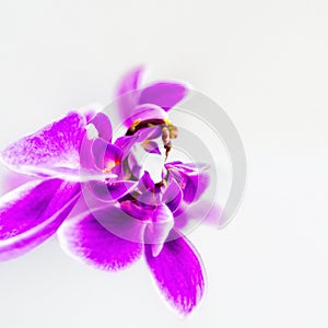 Abstract image of rooster by orchid flower with a copy space Floristic colorful background