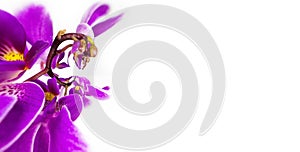 Abstract image of rooster by orchid flower with a copy space Floristic colorful background