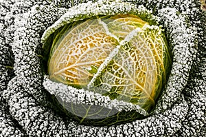 Savoy cabbage in winter photo