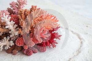 Coral texture on white background photo