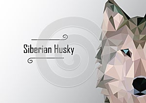 Abstract image of Siberian husky. illustration.