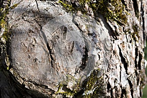 Large Cracked Tree Knot Close Up