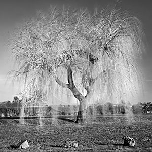 Abstract Image of a weeping willow tree