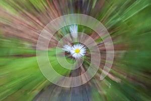 Abstract image where the daisy is in the center and rays come from it