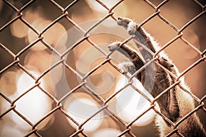 Abstract of imprison from monkey`s hand hanging on cage photo
