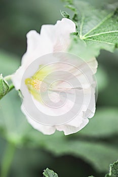 Abstract of the Inside of a Pink Hollyhock Flower