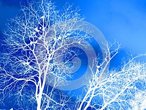 INVERT IMAGE OF TREES IN WHITE WITH BLUE BACKGROUND