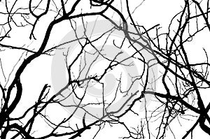 Abstract isolate black and white of dried tree.