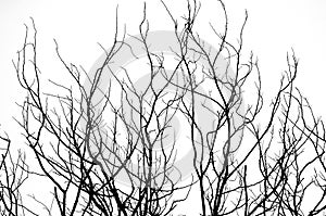 Abstract isolate black and white of dried tree.