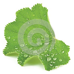 Abstract isolated leaf closeup with raindrops