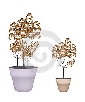 Abstract Isometric of Trees in Flower Pot