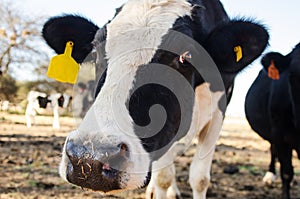 Abstract of Jersey cow with focus on the nose