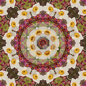 Abstract kaleidoscope with daffodil flowers at springtime