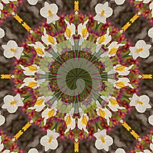 Abstract kaleidoscope with daffodil flowers at springtime