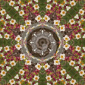 Abstract kaleidoscope with daffodil flowers at springtime