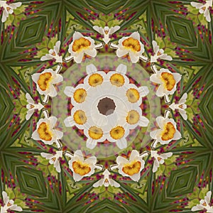 Abstract kaleidoscope with daffodil flowers at springtime