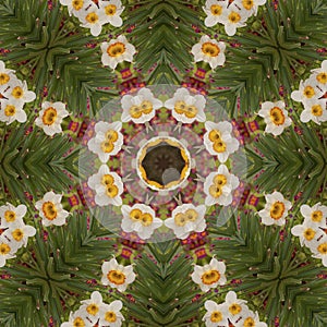 Abstract kaleidoscope with daffodil flowers at springtime