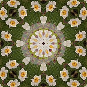 Abstract kaleidoscope with daffodil flowers at springtime