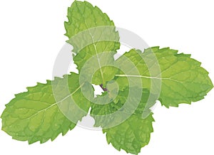 Abstract of Kitchen Mint or Marsh Mint leaves.