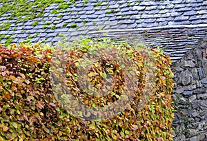 Slate roof, stone wall, Autumn beech hedge