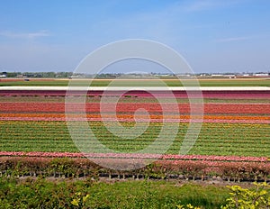 Abstract landscape at Keukenhof