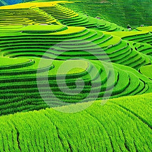 Abstract landscape rice terraces field in agriculture greeny hills or valley art