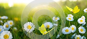 Abstract landscape spring-summer sunset over a flowering meadow. white flowers and butterflies flying warm golden hour sunset