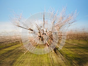 Abstract landscape of a tree in springtime