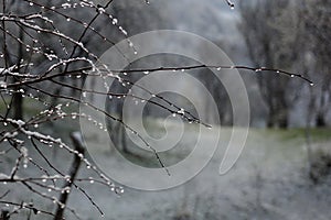 Abstract landscape with wet branches.