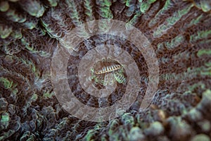 Abstract of Large Coral Polyp