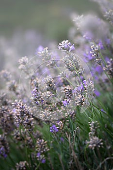 Abstract of Lavender Flowers in bloom