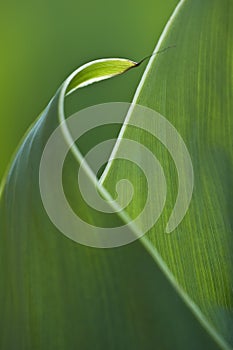 Abstract leaf curled