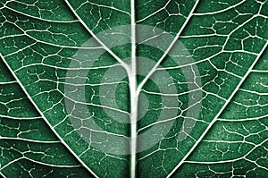 Abstract leaf pattern