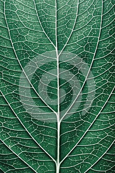 Abstract leaf pattern details