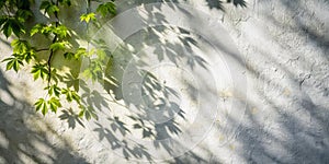 Abstract leaf shadow and light blurred background