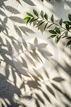 Abstract leaf shadow and light blurred background