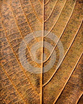 Abstract leaf texture