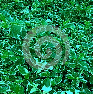 Abstract leaf texture abckground