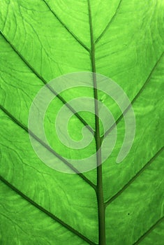Abstract Leaf Texture Background