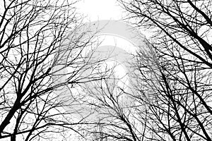 Abstract leafless tree branches in winter