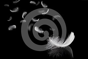 Abstract. Light fluffy a white feathers falling down in the dark. banner. plumage logo. black background