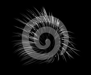 Abstract light glowing gold shape black background. 3d illustration, 3d rendering