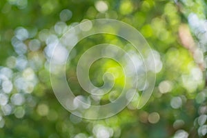 Abstract of light green bokeh from tree shade for background