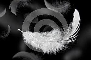 Abstract. Lightly of Fluffy White Feathers Falling Down in the Dark. Black Background